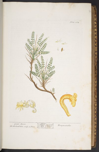 Tallerken 264, fra 