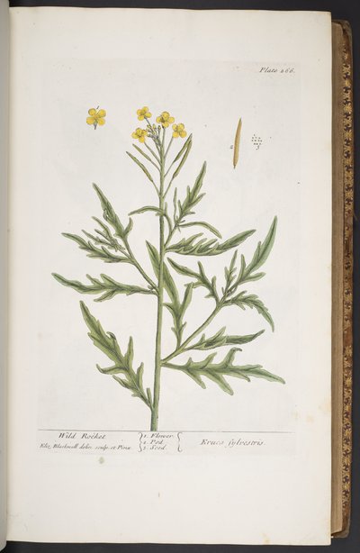 Tallerken 266, fra 