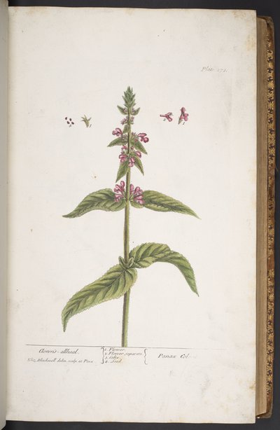 Tallerken 273, fra 