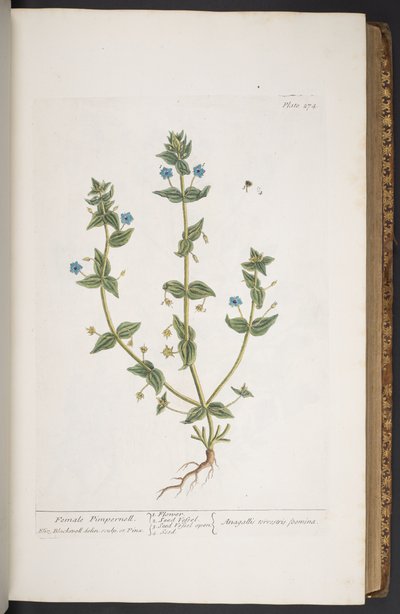 Tallerken 274, fra 