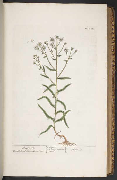 Tallerken 276, fra 