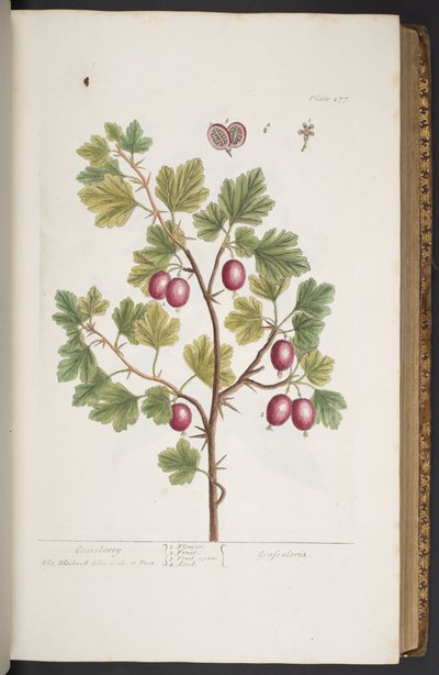 Tallerken 277, fra 