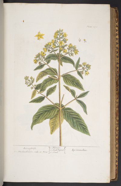 Tallerken 278, fra 