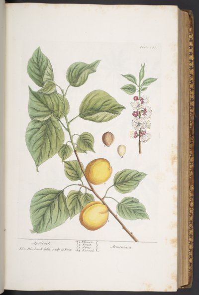 Tallerken 281, fra 