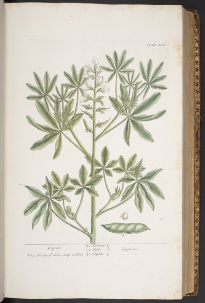 Tallerken 282, fra 