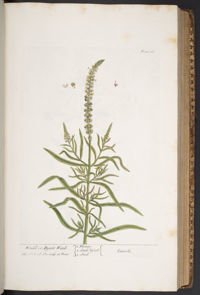 Tallerken 283, fra 