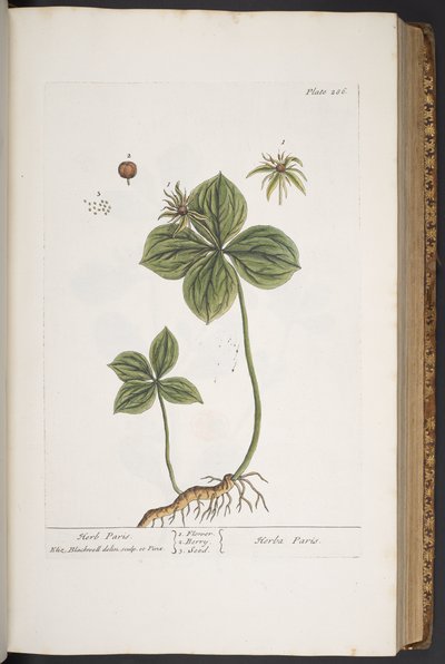 Tallerken 286, fra 