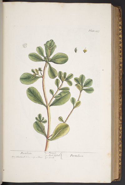 Tallerken 287, fra 