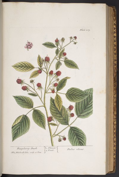 Tallerken 289, fra 