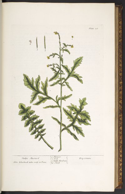 Tallerken 28, Hedge Mustard, fra 
