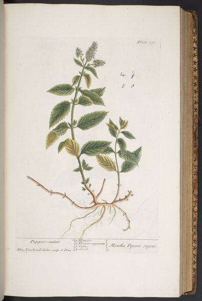 Tallerken 291, fra 