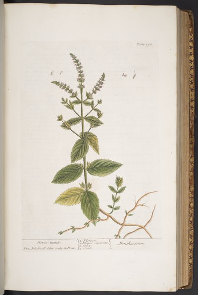 Tallerken 292, fra 
