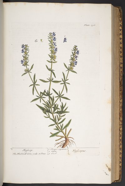 Tallerken 296, fra 