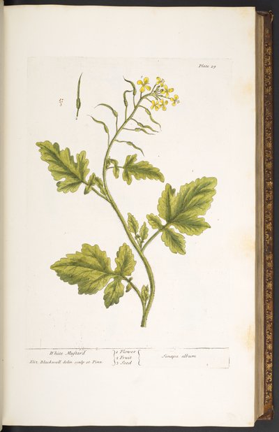 Tallerken 29, hvid sennep, fra 