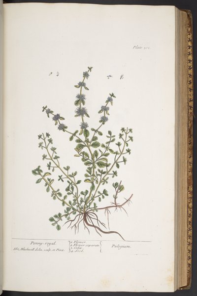 Tallerken 302, fra 