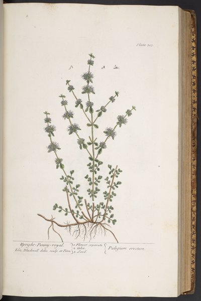 Tallerken 303, fra 