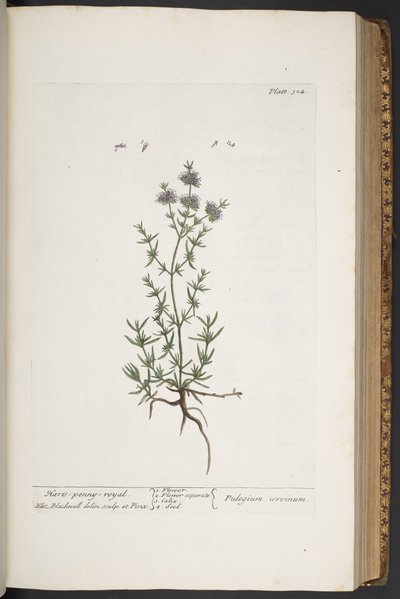Tallerken 304, fra 