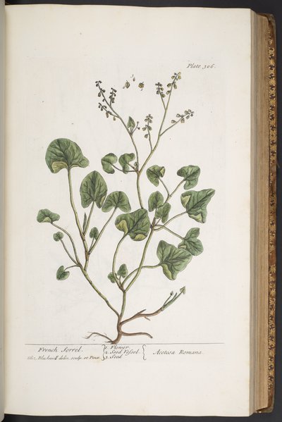 Tallerken 306, fra 
