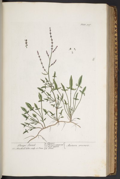 Tallerken 307, fra 