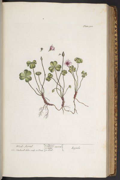 Tallerken 308, fra 