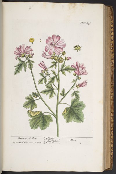 Tallerken 309, fra 
