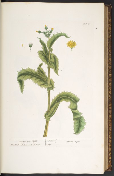 Tallerken 30, Prickly Son Thistle, fra 