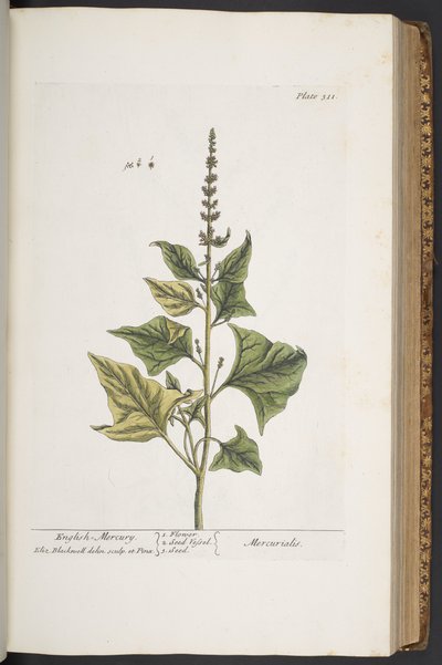 Tallerken 311, fra 