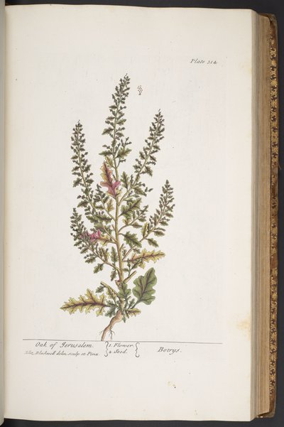Tallerken 314, fra 
