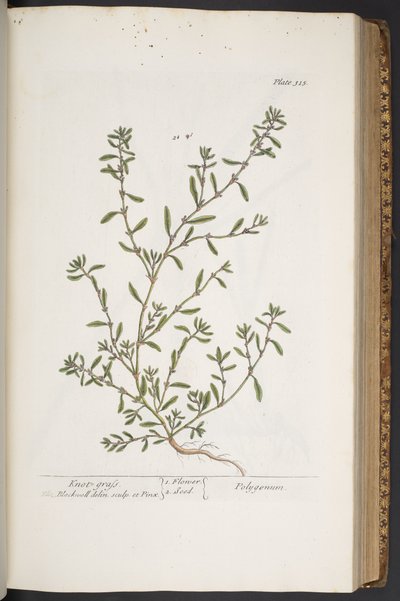 Tallerken 315, fra 