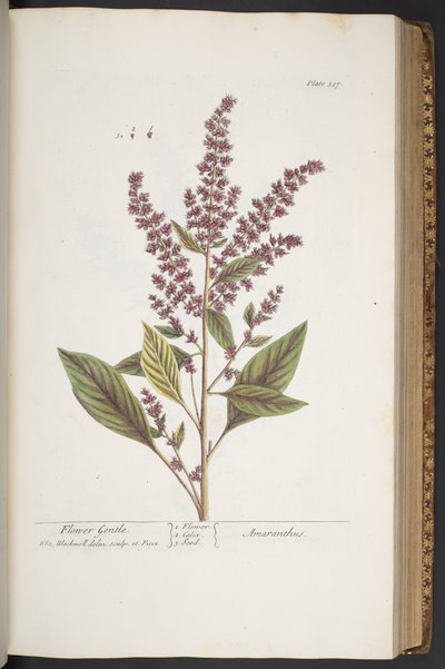 Tallerken 317, Flower Gentle, eller Amaranthus, fra 