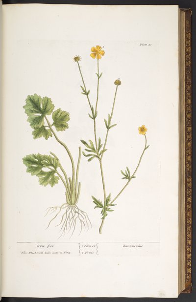 Tallerken 31, kragefod, fra 