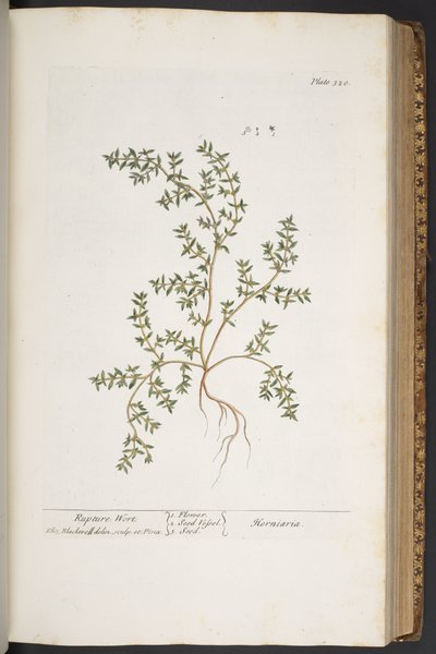 Tallerken 320, fra 