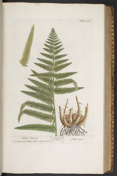 Tallerken 323, fra 