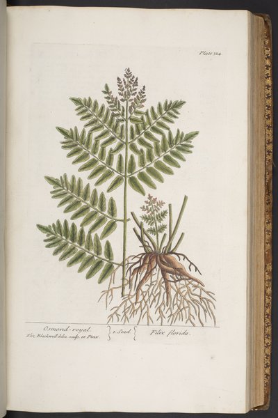 Tallerken 324, fra 
