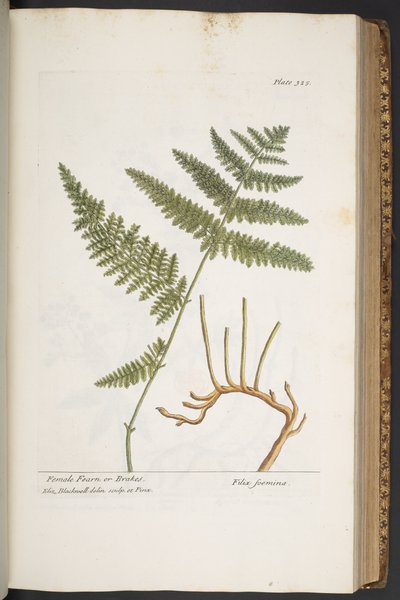 Tallerken 325, fra 