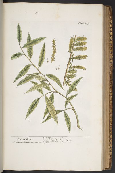 Tallerken 327, fra 