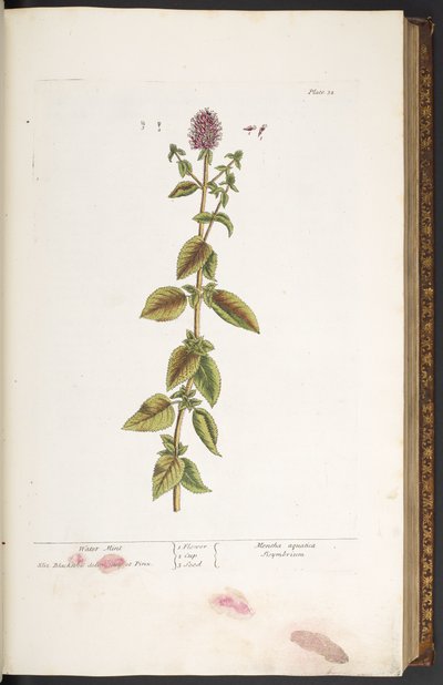 Tallerken 32, vandmynte, fra 