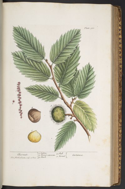Tallerken 330, fra 