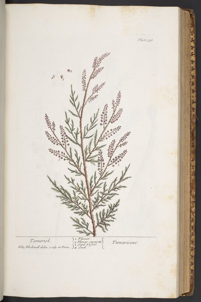 Tallerken 331, fra 