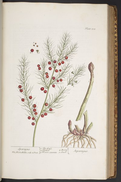 Tallerken 332, Sparagus, fra 