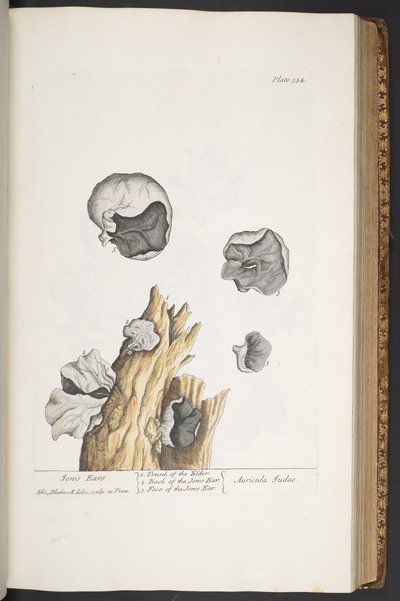 Tallerken 334, fra 
