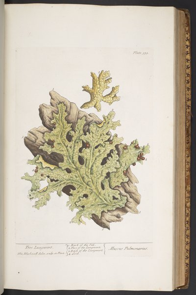Tallerken 335, fra 