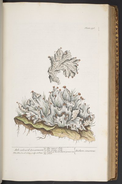 Tallerken 336, Askfarvet leverurt, fra 