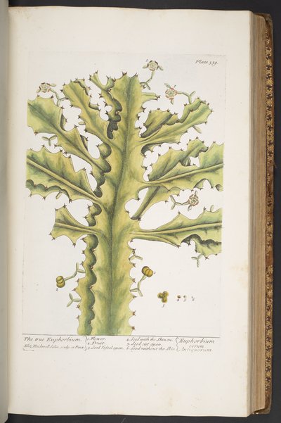 Tallerken 339, fra 