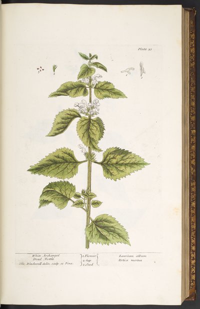 Tallerken 33, White Archangel Dead Nettle, fra 