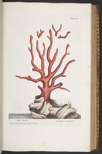 Tallerken 341, fra 