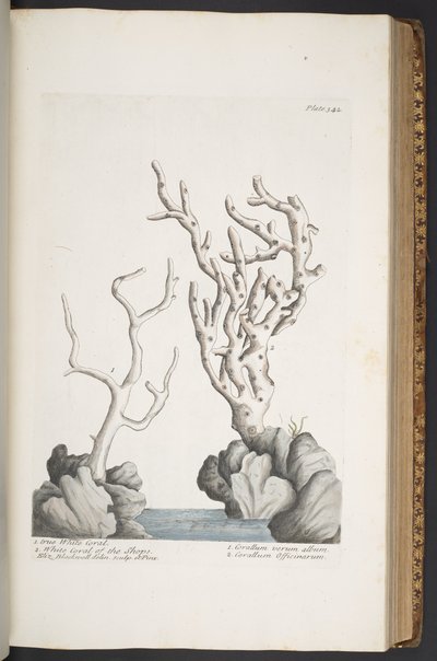 Tallerken 342, fra 