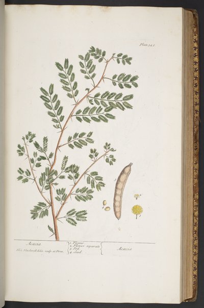 Tallerken 345, fra 