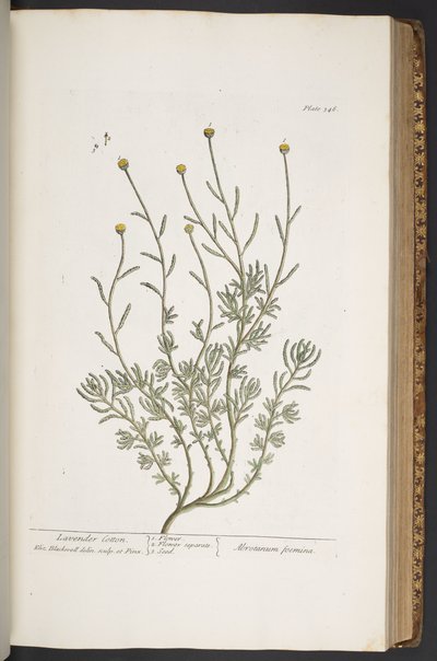 Tallerken 346, fra 