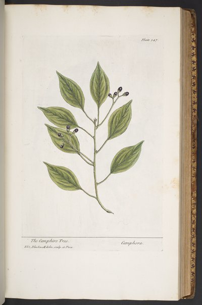 Tallerken 347, fra 